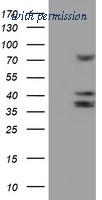OriGene TA504328S image 1