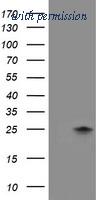 OriGene TA504334S image 1