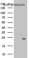 OriGene TA504348S image 1