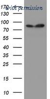 OriGene TA504424S image 1