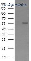 OriGene TA504463S image 1