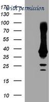 OriGene TA504599S image 1