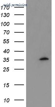 OriGene TA504767AM image 1