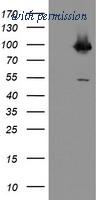 OriGene TA504841BM image 1