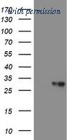 OriGene TA504895S image 1