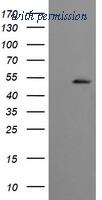 OriGene TA505052BM image 1