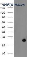 OriGene TA505057BM image 1