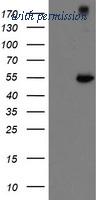 OriGene TA505073BM image 1