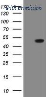 OriGene TA505074S image 1