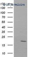 OriGene TA505114AM image 1