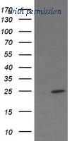 OriGene TA505215BM image 1
