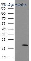 OriGene TA505263S image 1