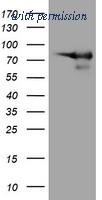OriGene TA505320S image 1