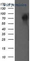 OriGene TA505324AM image 1