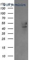 OriGene TA505331AM image 1