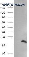 OriGene TA505349AM image 1