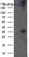 OriGene TA505397AM image 1