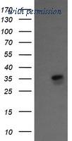 OriGene TA505426AM image 1