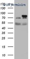 OriGene TA505442AM image 1