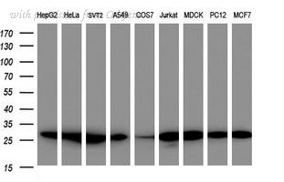 OriGene TA505527AM image 1