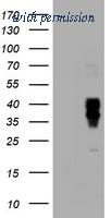 OriGene TA505547S image 1