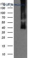 OriGene TA505615S image 1