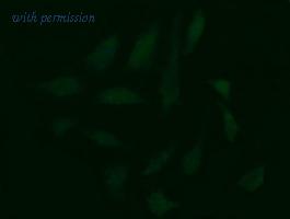 OriGene TA505652BM image 1