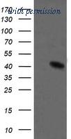 OriGene TA505704AM image 1