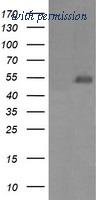 OriGene TA505722AM image 1