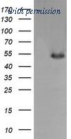 OriGene TA505723S image 1