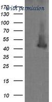 OriGene TA505729AM image 1