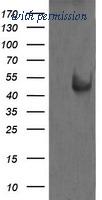 OriGene TA505745S image 1