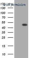 OriGene TA505748AM image 1