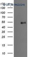 OriGene TA505749BM image 1