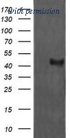 OriGene TA505763BM image 1