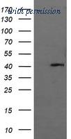 OriGene TA505780AM image 1