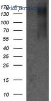 OriGene TA505802AM image 1