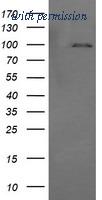 OriGene TA505816AM image 1