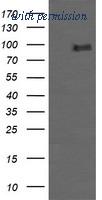 OriGene TA505826S image 1