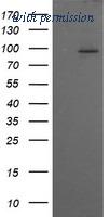 OriGene TA505828BM image 1