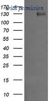 OriGene TA505884AM image 1