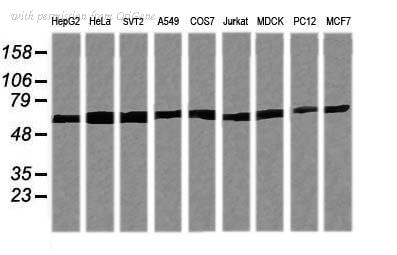 OriGene TA505979AM image 1