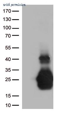 OriGene TA506018S image 1