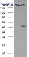 OriGene TA506020S image 1