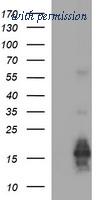 OriGene TA506026S image 1