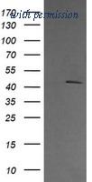 OriGene TA506036BM image 1