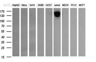 OriGene TA506045S image 1
