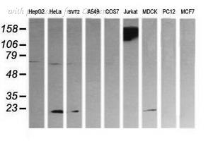 OriGene TA506054AM image 1