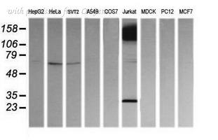 OriGene TA506056S image 1