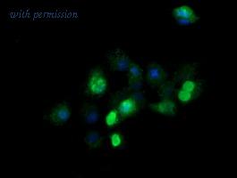 OriGene TA506118AM image 1